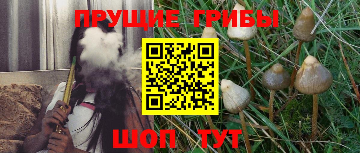 Псилоцибиновые грибы Psilocybe Нижнекамск